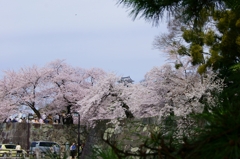 彦根城　桜