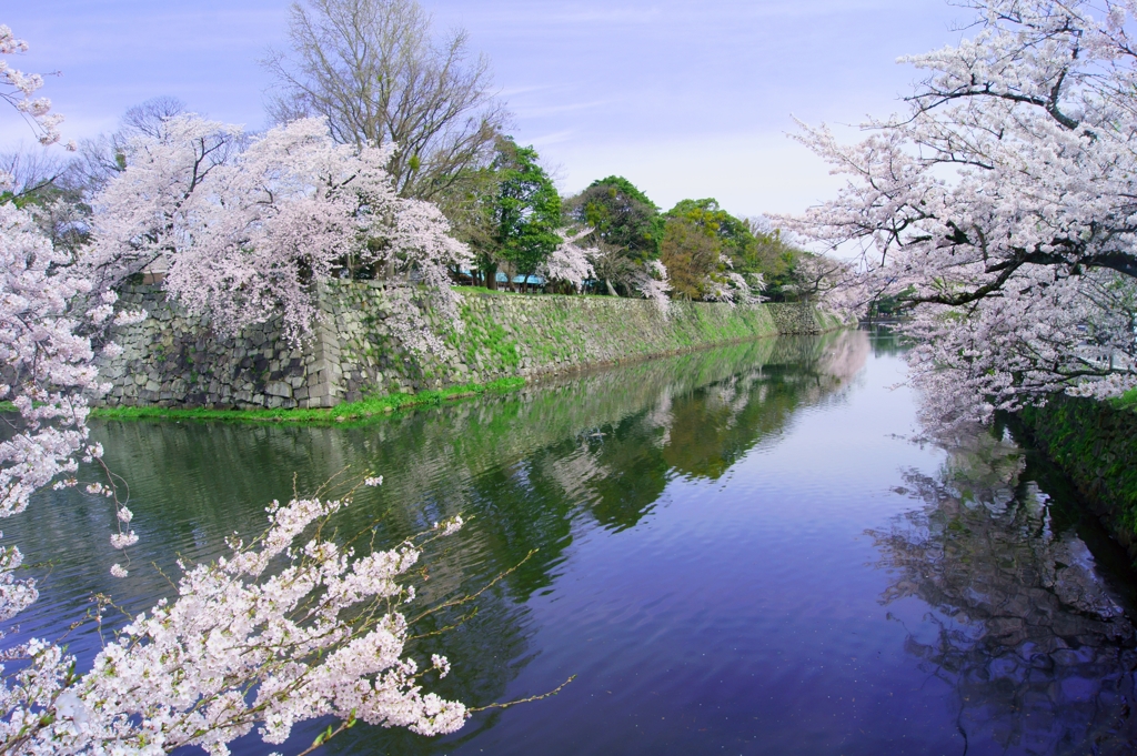 彦根城　お堀と桜