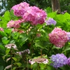 紫陽花-1