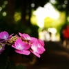 紫陽花-８