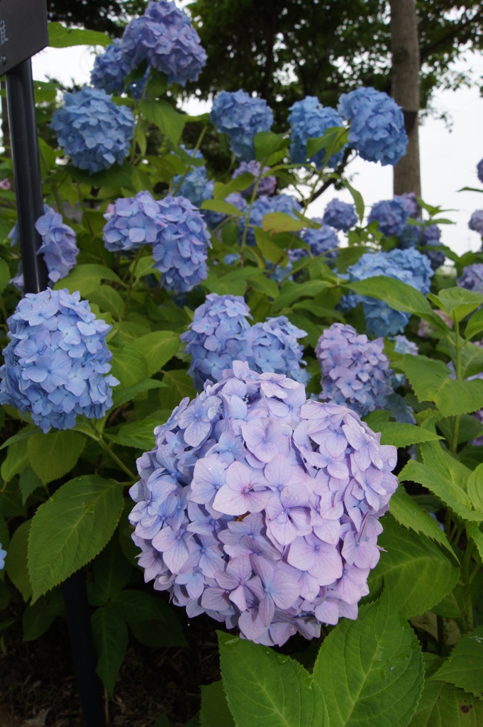 紫陽花 038