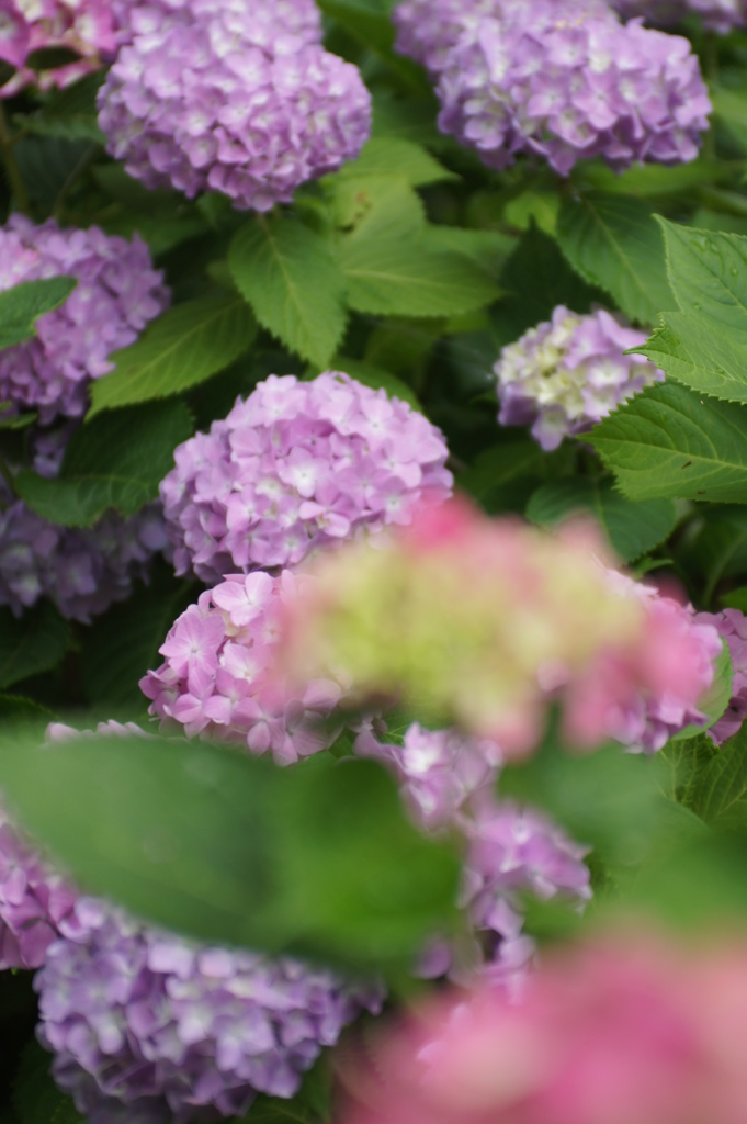 紫陽花 062