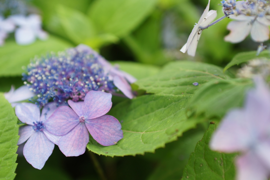 紫陽花 059