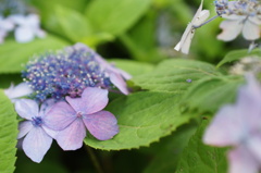 紫陽花 059