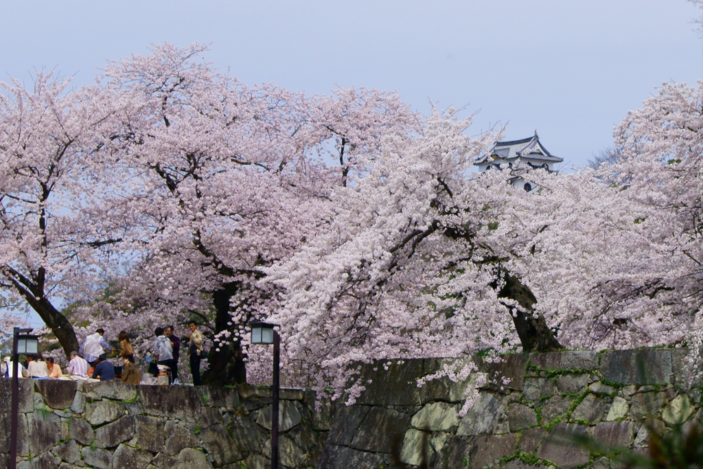 彦根城　桜と天守閣