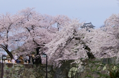 彦根城　桜と天守閣
