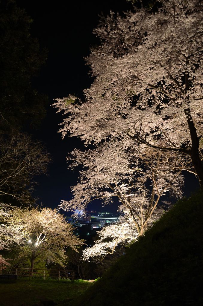 夜桜2