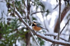 初雪に誘われて