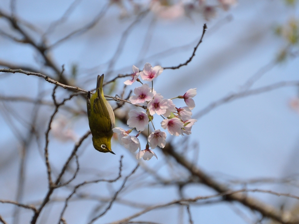 メジロ桜