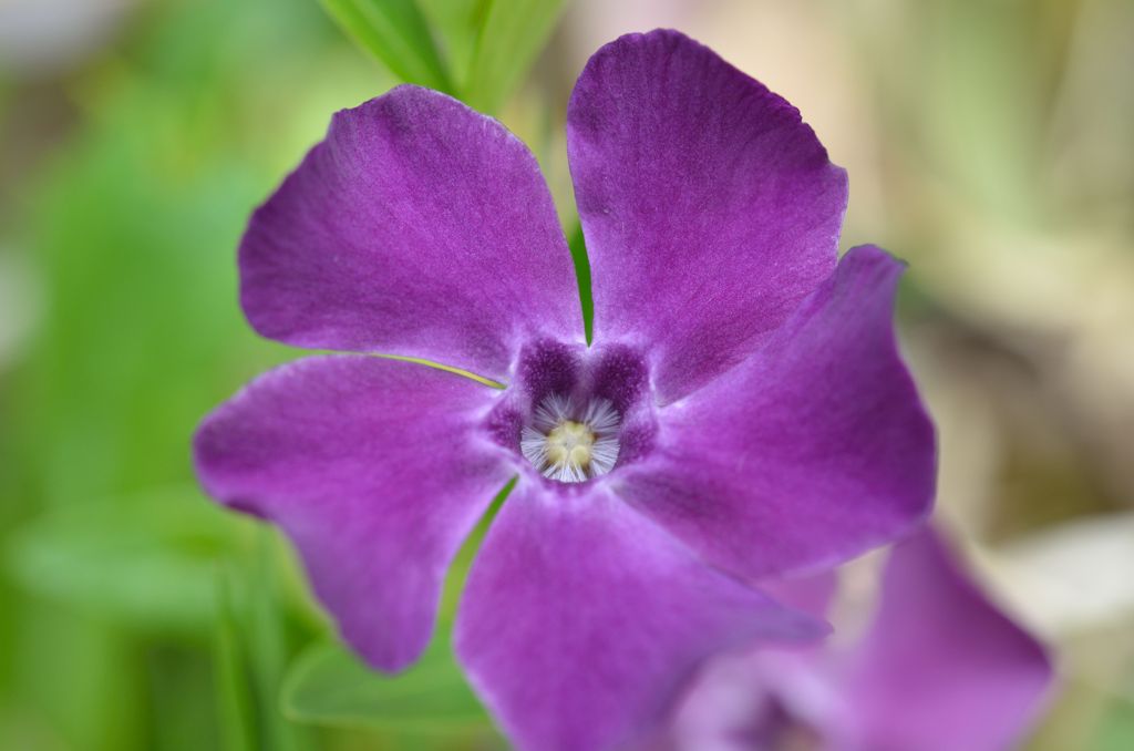 紫の花