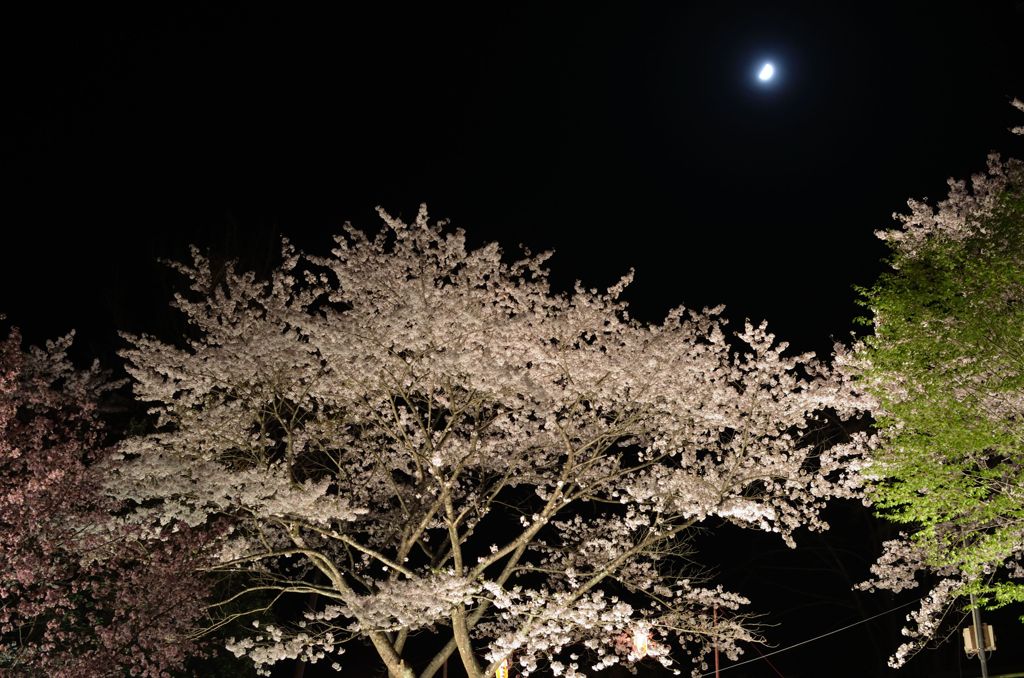 夜桜4