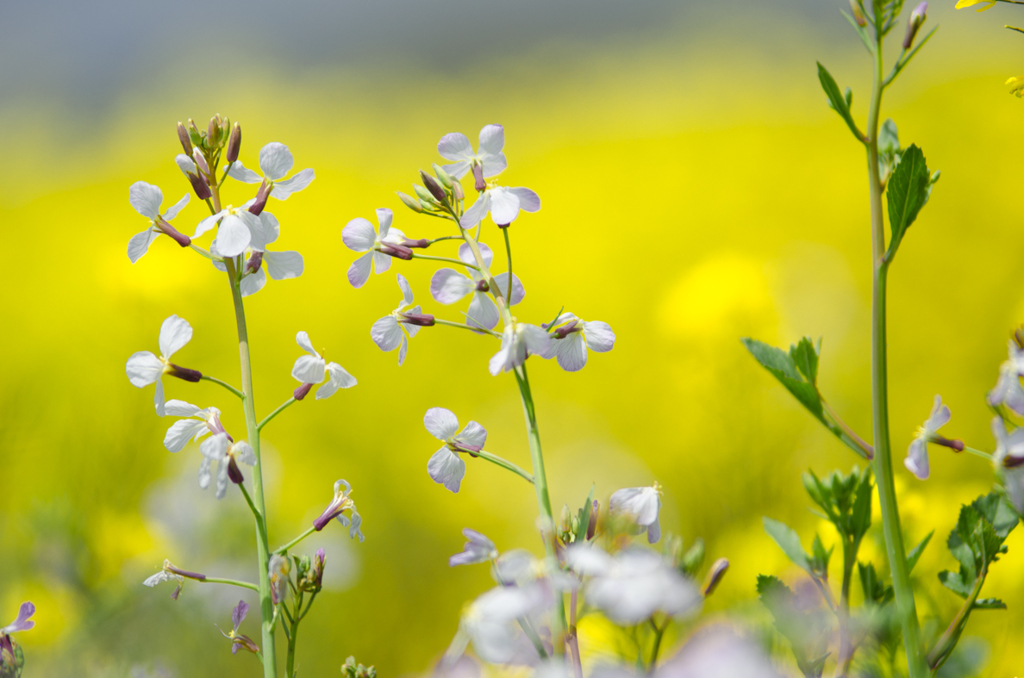 大根の花