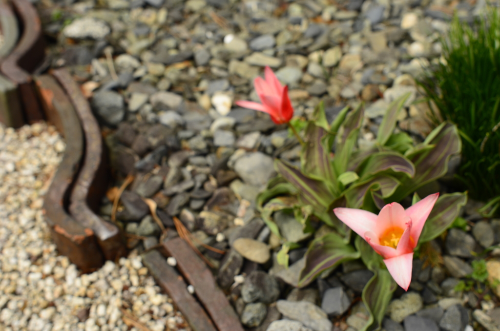 道端の花　
