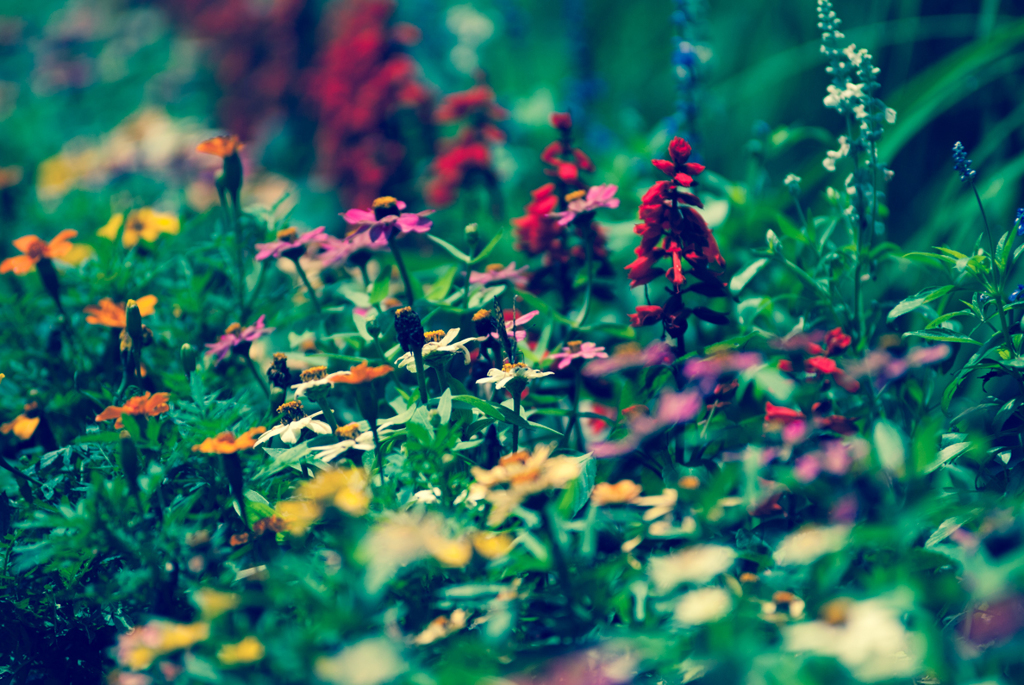 異国の花園