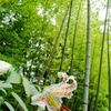 竹林に咲く一輪の香り