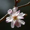 一桜