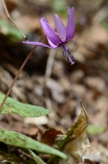 カタクリの花