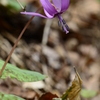 カタクリの花