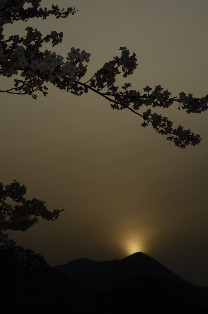 桜～夕景～