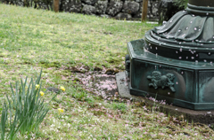 水仙と桜