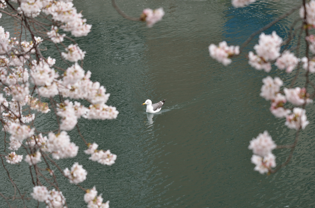 わたしも花見よ～♪