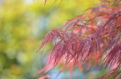 春の紅葉♪風でさわさわ(^^♪