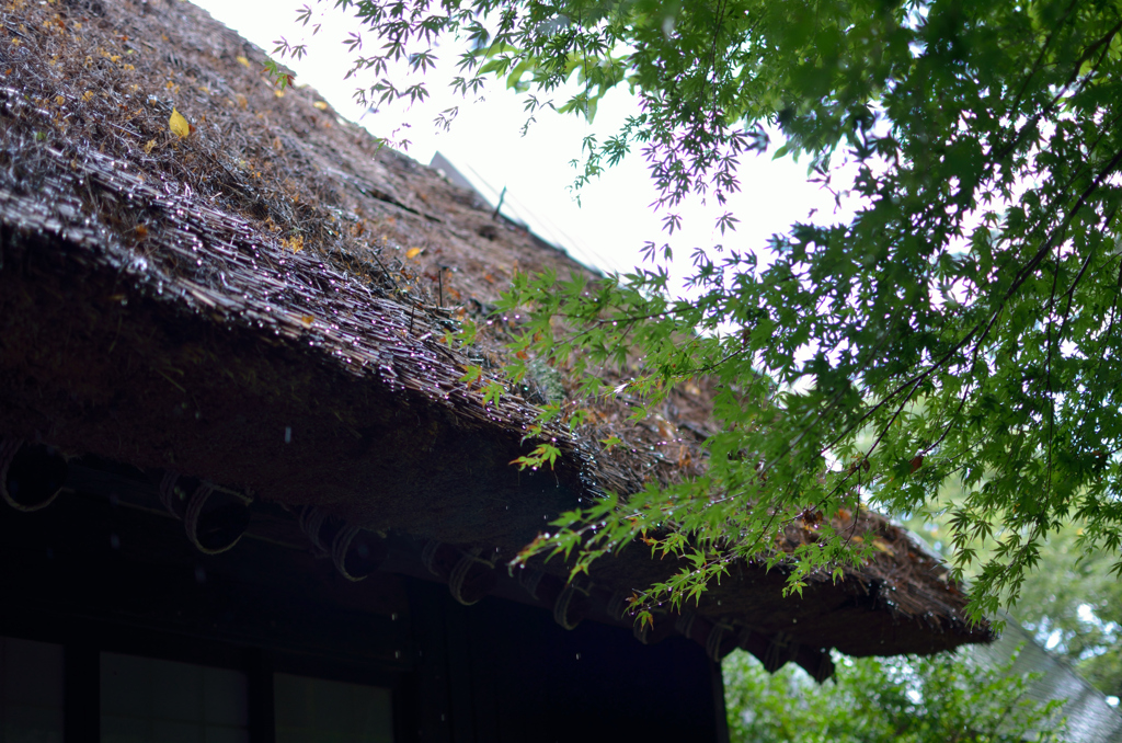 藁葺き　雨　もみじ　