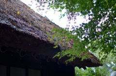 藁葺き　雨　もみじ　