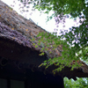 藁葺き　雨　もみじ　