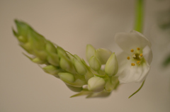 蕾