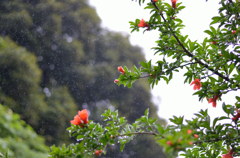 雨