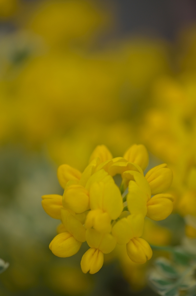 イエローマジックオースケトラ？