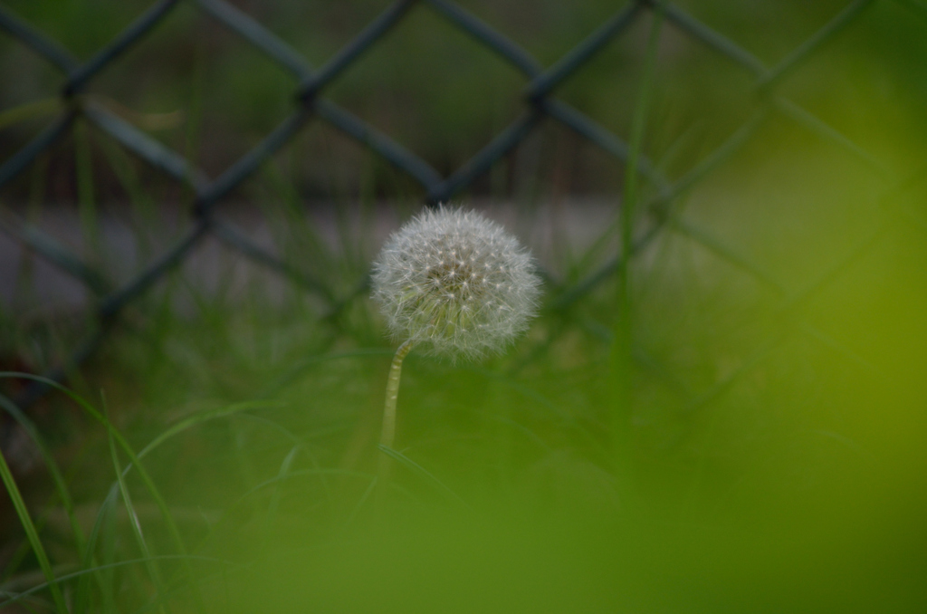遅れてきた天使♪