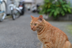 世間は夏休み！って言ってるけど、あたしら路地猫には関係ないね～！