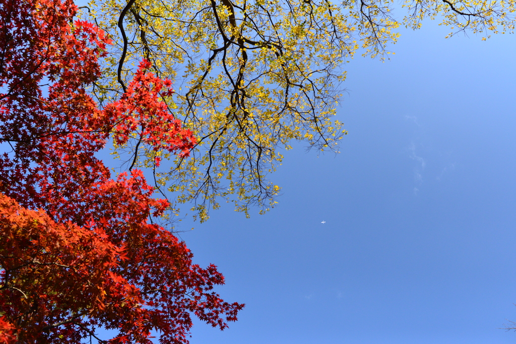 秋空