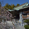 杉田　妙法寺と梅