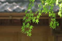 日本の夏
