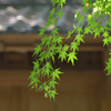 日本の夏