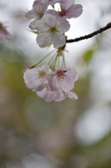 春...雨と桜と虫