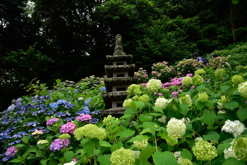 長谷寺　紫陽花