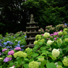 長谷寺　紫陽花