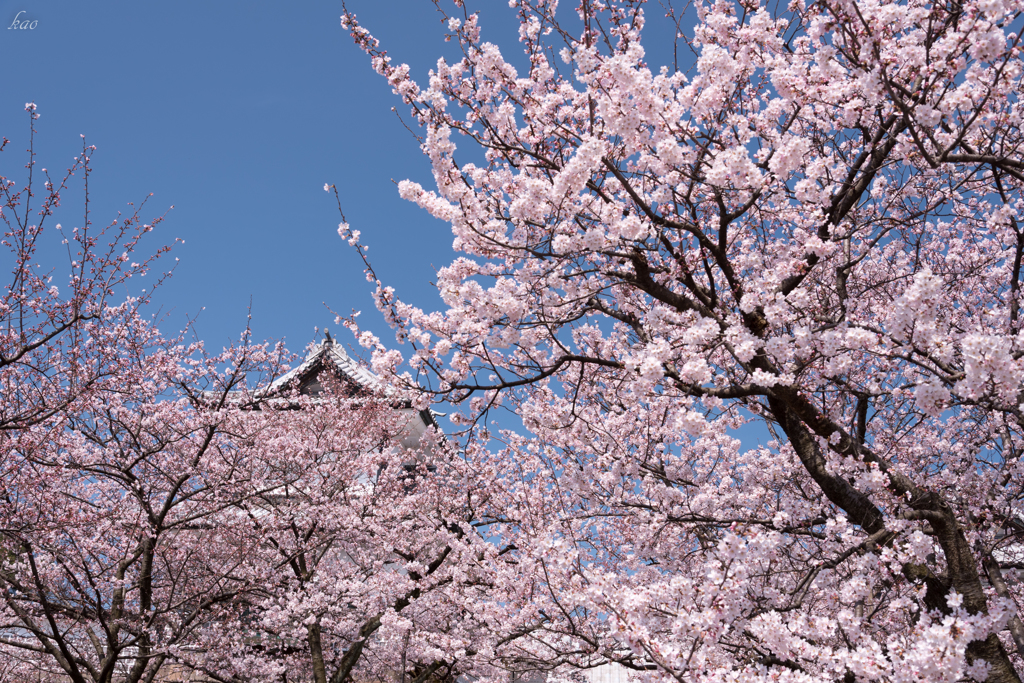 青空と満開の桜と鉛瓦