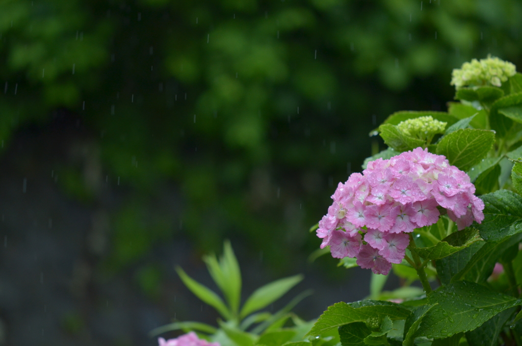 長雨...