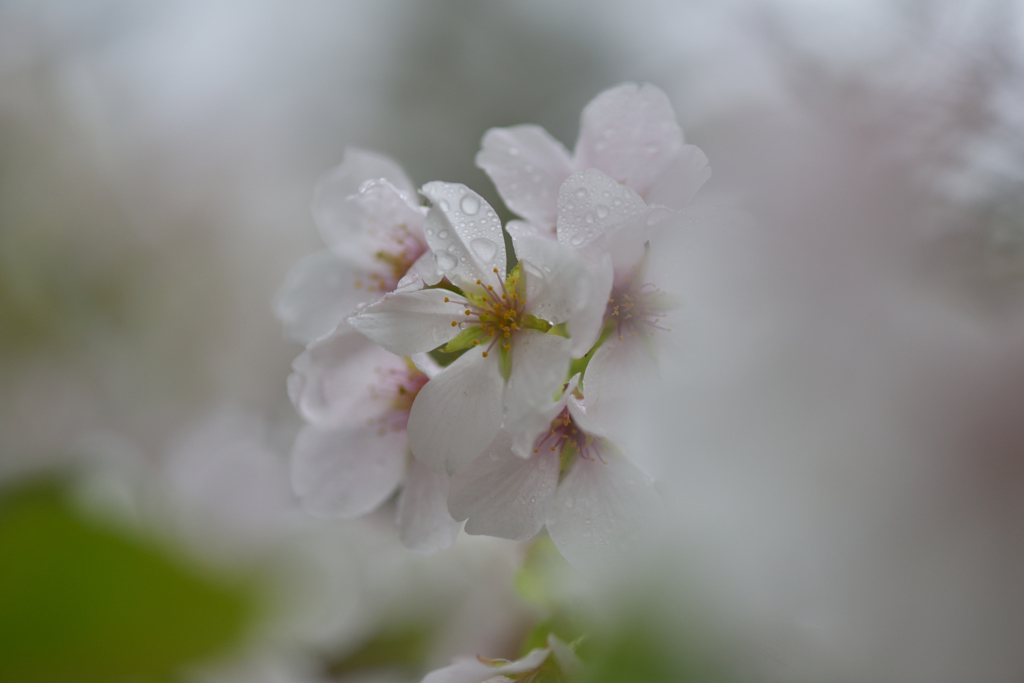 春雨