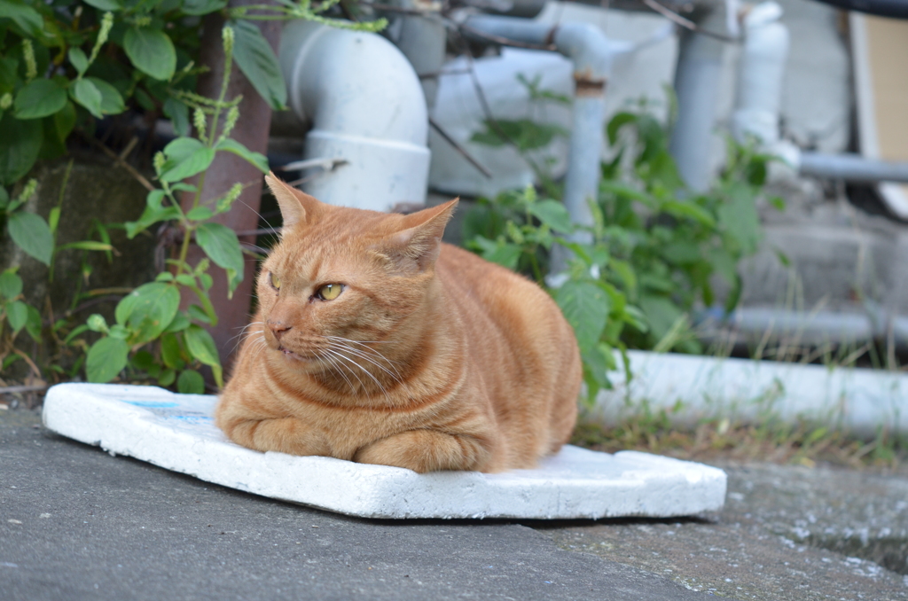Stray CatのMy座布