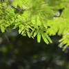 毎日、暑いの～...