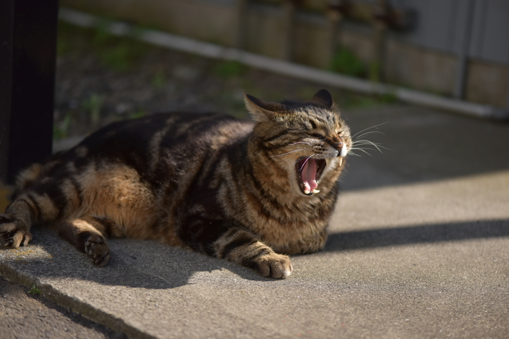 食ったろか～！