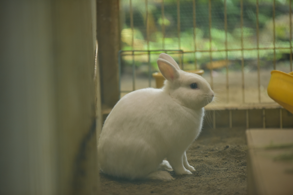 明月うさぎ♪