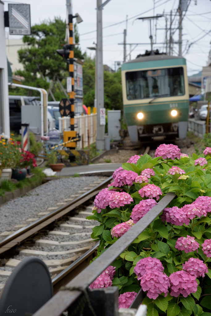 主役は紫陽花です。