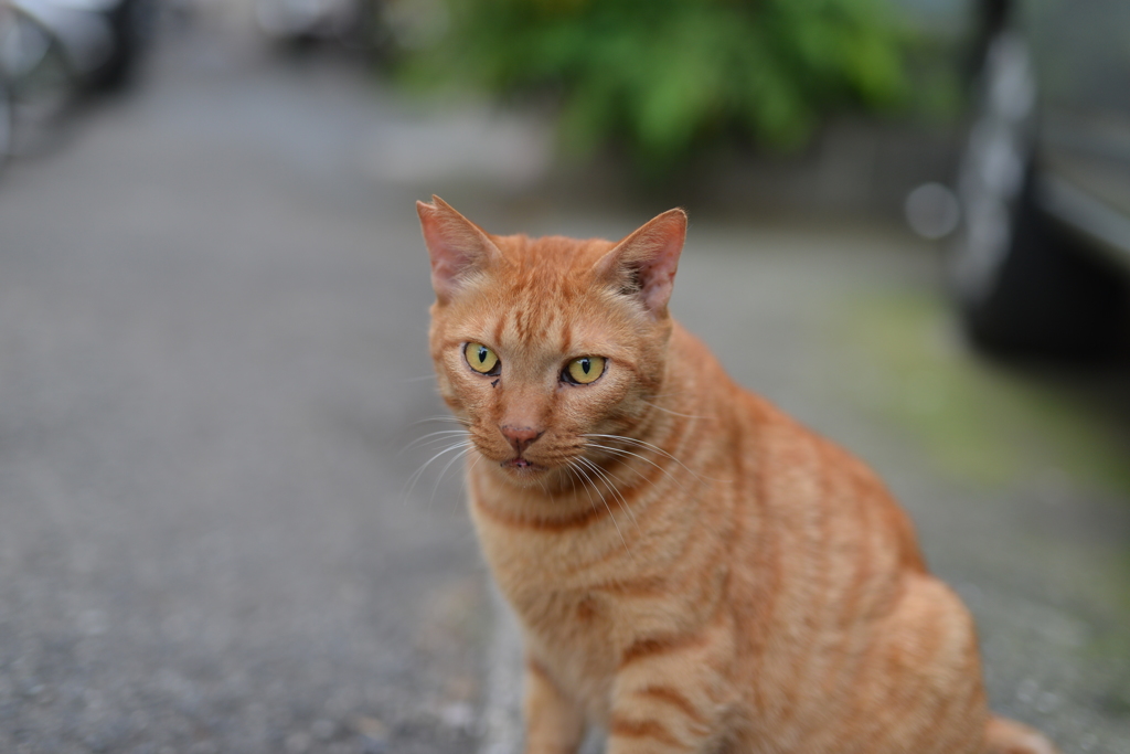 私の街の猫さんです♪